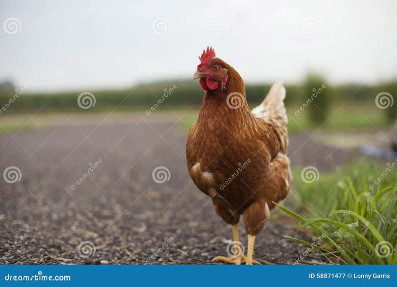Calea Puiului: Descoperiți Secretele Slotului Chicken Road din România, chicken road joc
